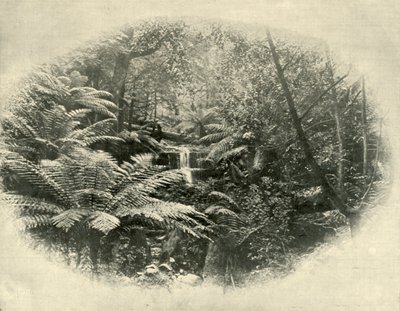 Fern Tree Gully, Tasmania, 1901 de Unbekannt