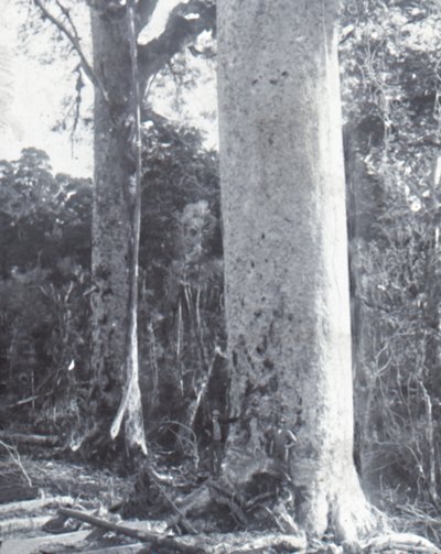 Árbol Kauri gigante, finales del siglo XIX-principios del siglo XX de Unbekannt