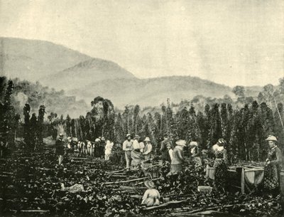 Recolección de lúpulo en Tasmania, 1901 de Unbekannt