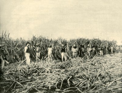 En una plantación de azúcar de Queensland de Unbekannt