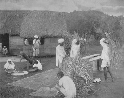 Trabajadores nativos preparando arroz en Jamaica, c1890 de Unbekannt