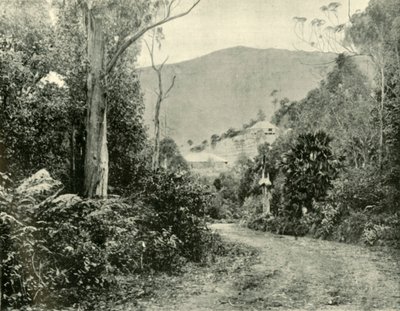 En el camino de Illawarra, N.S.W., 1901 de Unbekannt