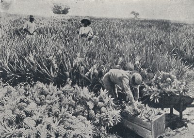 Campo de piñas, Queensland, 1923 de Unbekannt