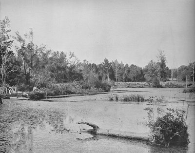 Escena en Misisipi, c1897 de Unbekannt