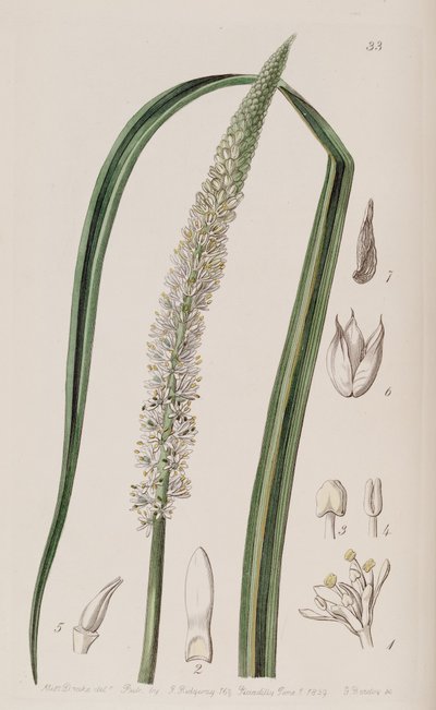 Schoenocaulon officinale de Unbekannt