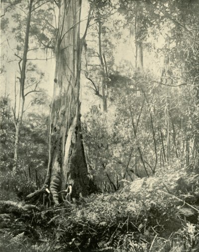 El Barón, un árbol alto notable, 1901 de Unbekannt