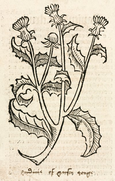 Cardo de Unbekannt