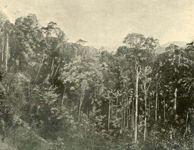 Matorrales tropicales, Blackall Range, Queensland, 1901 de Unbekannt