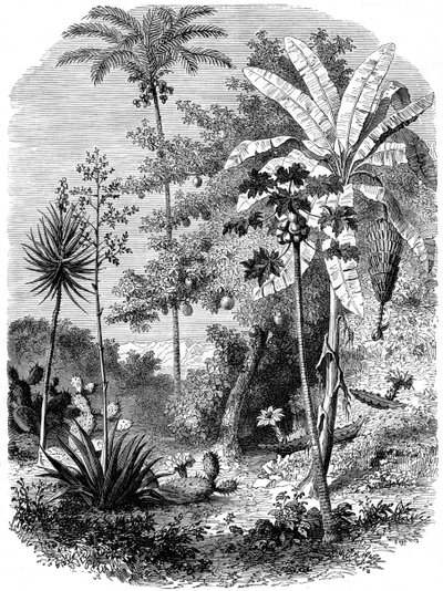 Vista del Litoral Español, Guatemala, 1877 de Unbekannt