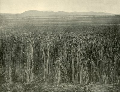 Campo de trigo, Canning Downs, Queensland, 1901 de Unbekannt