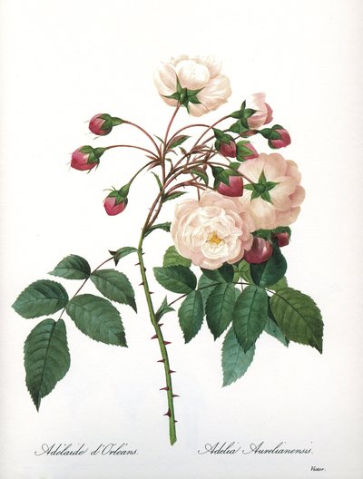 Lámina botánica/Rosa aurelianensis/Rosa 