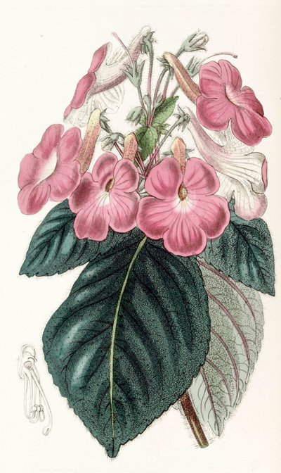 Ilustración botánica / Achimenes grandiflora de Unbekannt