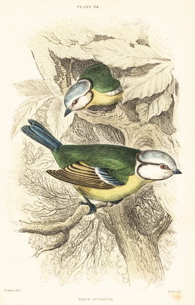 Herrerillo común, Cyanistes caeruleus.1889 (grabado) de Unbekannter Künstler