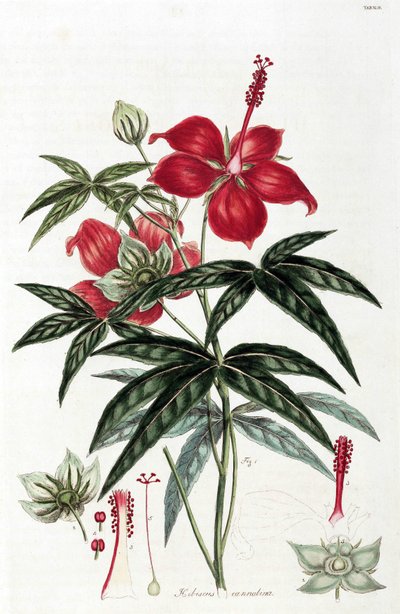 Hibisco de Unbekannt