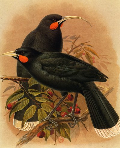 Ilustración/Heteralocha acutirostris/Huia dimorphe/Huia de Unbekannt