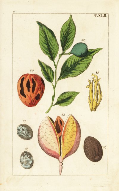 Árbol de la nuez moscada y del macis, Myristica fragrans. de Unbekannter Künstler