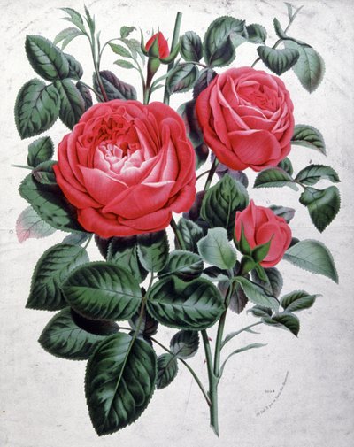 Rosas, c.1850 (grabado) de Unbekannter Künstler