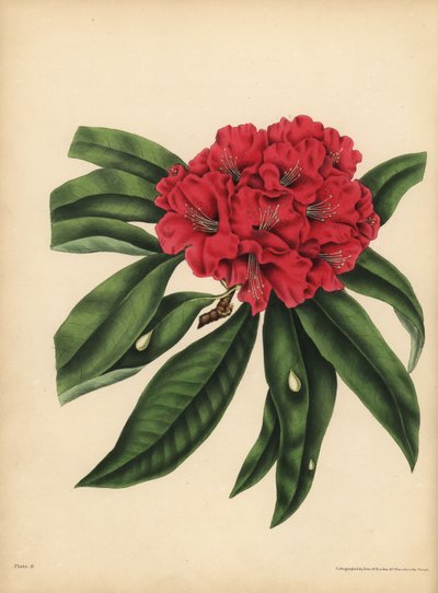 El rododendro de flores rojas, Peligro de Unbekannt