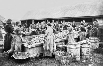 Reino Unido: Mujeres destripando arenques. Aberdeen, c 1880 de Unbekannt