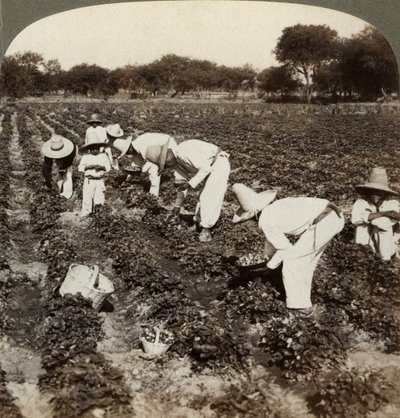 Campo de fresas, Irapuato, México de Underwood and Underwood