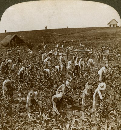 Campo de tabaco, Montpeller, Jamaica, 1900 de Underwood and Underwood