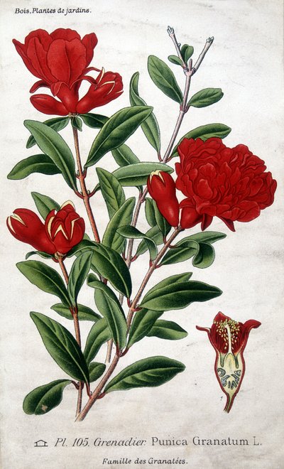 Plantas de jardín: flores de granado (familia Grenatées) de Unknown artist