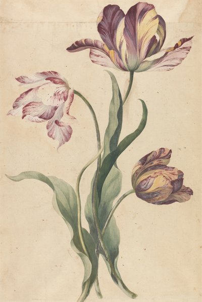 Tulipanes de Unknown artist