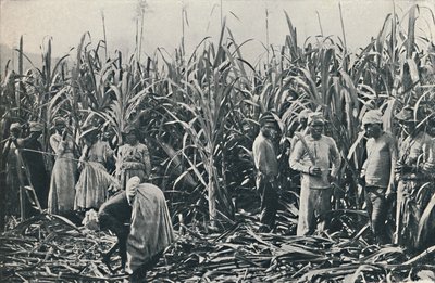 Una plantación de caña de azúcar, 1916 de Valentine and Sons Ltd