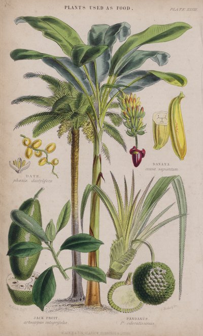 Dátil; Plátano; Fruta de Jack; Pandanus de W. Fitch