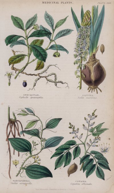 Ipecacuana; escila; zarzaparrilla; copaiba de W. Fitch