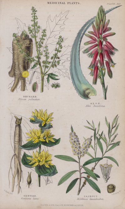 Ruibarbo; Aloe; Genciana; Cajeput de W. Fitch