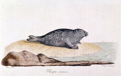 Foca común de Werner Werner