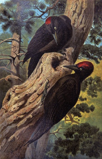 Pájaro carpintero negro, c.1910 (ilustración) de Wilhelm Kuhnert