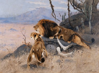 León y leona; Lowe und Lowin de Wilhelm Kuhnert