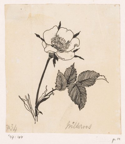 Rosa silvestre de Willem Wenckebach