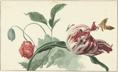 tulipán y una amapola de Willem van Leen (attributed to)