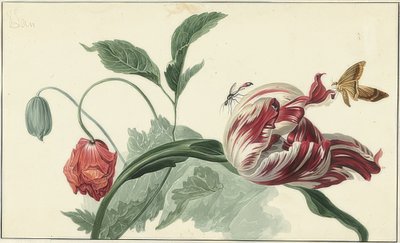 Tulipán y amapola de Willem van Leen