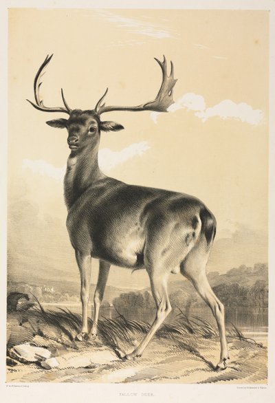 Gamo de William Barraud