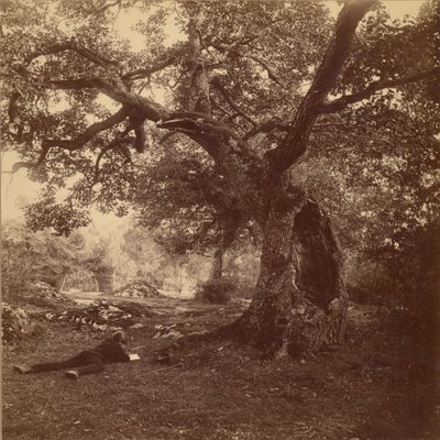 Bosque de Fontainebleau de William Drooke Harrison