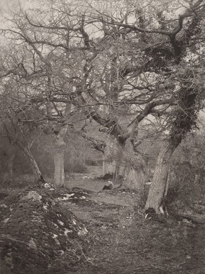 Bosque de Fontainebleau de William Harrison