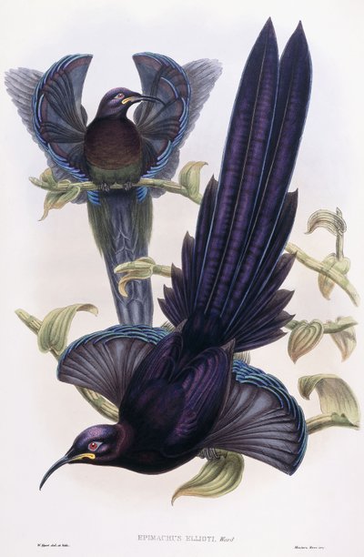 Epimachus Ellioti, Ward, c.1891-1898 de William Hart