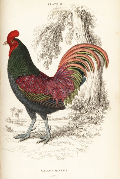 Gallo bronceado de Sumatra, Gallus aeneus de William Home Lizars