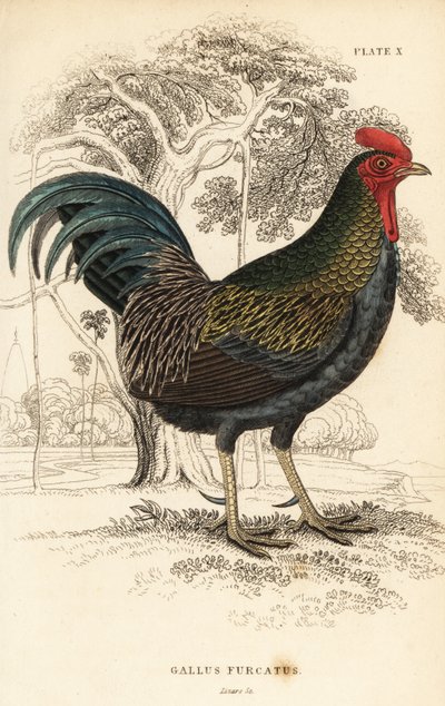 Gallo bankiva, Gallus gallus javanicus de William Home Lizars