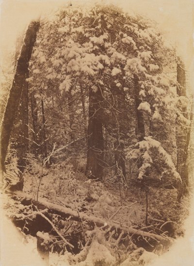 Untitled (Woods in Snow) de William James Stillman