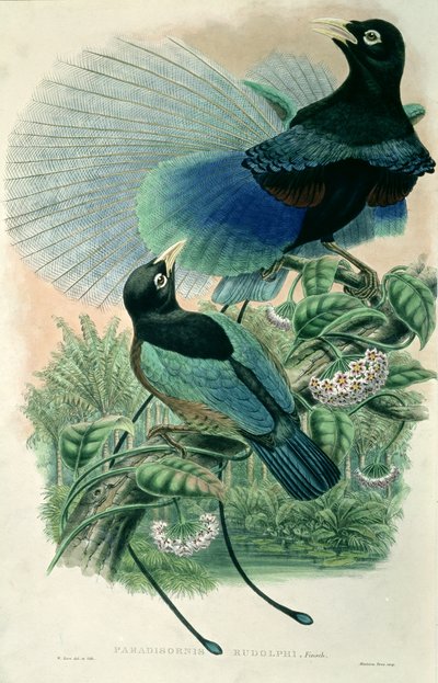 Pájaro azul del paraíso (litografia en color) de William Matthew Hart