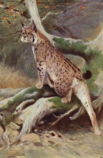 Lince de after Wilhelm Kuhnert