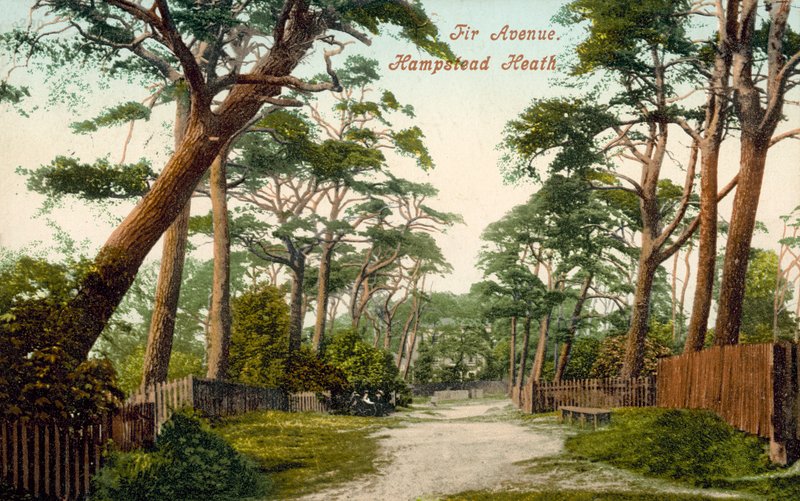 Fir Avenue, Hampstead Heath (foto en color) de (after) English photographer
