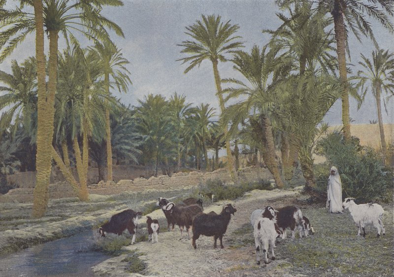 Oasis en Argelia de (after) French Photographer