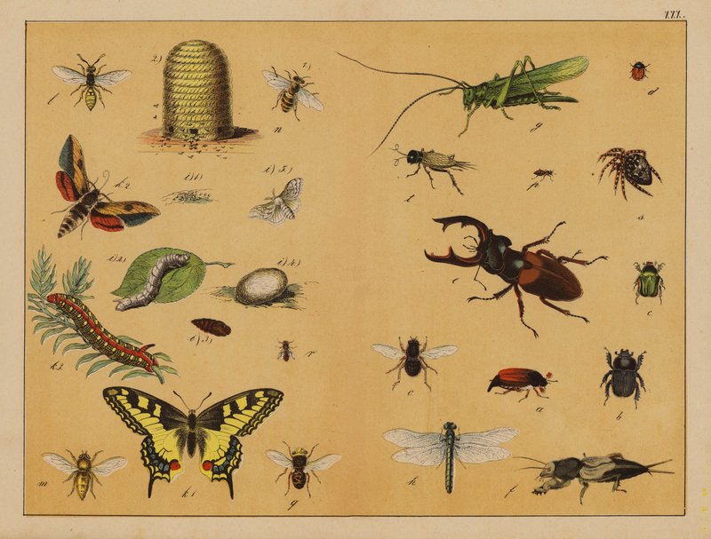 Insectos (litografía en color) de (after) German School