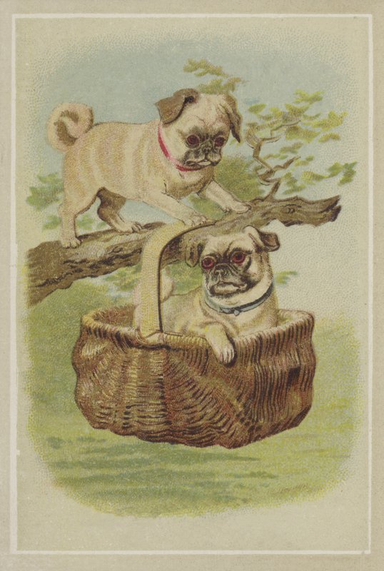 Perros pug de American School